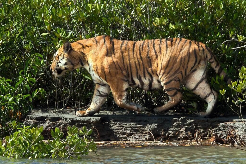 Sundarban gallery