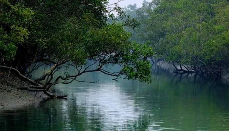 Sundarban gallery