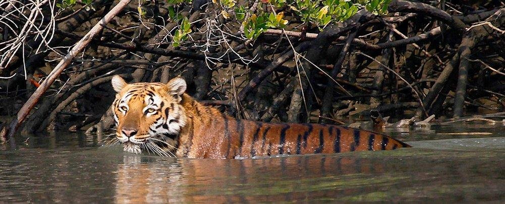 Sundarban gallery